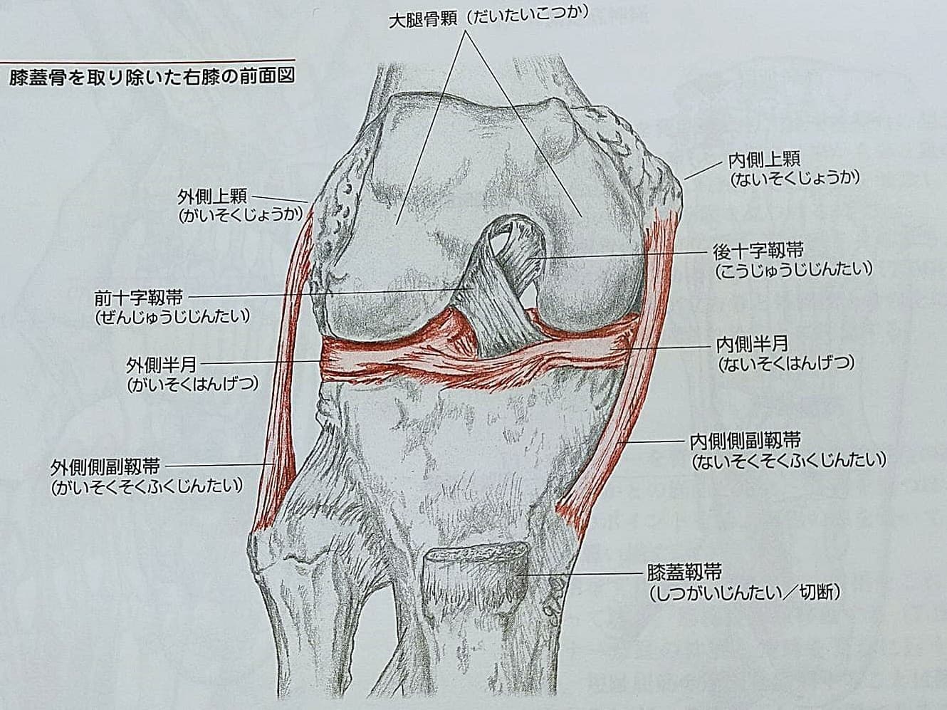 膝の痛み